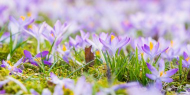 Mor çiçek açan çiçeklere yakın çekim. Park et. Avrupa. Baharın başında. Barışın sembolü, neşe, saflık, Paskalya. Peyzaj, bahçıvanlık, eko-turizm, çevre. Sanat, makrofotoğrafçılık, bokeh, arkaplan