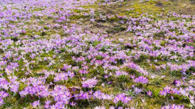 Çiçeklerin açtığı yere yakın plan. Park et. Baharın başında. Barışın sembolü, neşe. Bahçecilik, çimlerde vatandaşlık alma, çevre koruma. Pembe, mor, yeşil renkler. Çiçek deseni. Panoramik görünüm