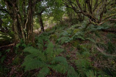 İskoç yağmur ormanlarının nefes kesici manzarası. Güçlü ağaçlar, yosunlar, bitkiler, eğrelti otları. Crinan Kanalı, İskoçya, İngiltere. Karanlık atmosferik manzara. Saf doğa, seyahat yerleri, yürüyüş, eko-turizm.