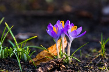 Mor çiçek açan çiçeklere yakın çekim. Park et. Avrupa. Baharın başında. Barışın sembolü, neşe, saflık, Paskalya. Peyzaj, bahçıvanlık, eko-turizm, çevre. Sanat, makrofotoğrafçılık, bokeh, arkaplan