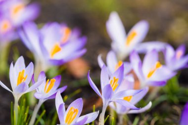 Close-up of blooming purple crocus flowers. Park. Europe. Early spring. Symbol of peace, joy, purity, Easter. Landscaping, gardening, ecotourism, environment. Art, macrophotography, bokeh, background