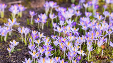 Mor çiçek açan çiçeklere yakın çekim. Park et. Avrupa. Baharın başında. Barışın sembolü, neşe, saflık, Paskalya. Peyzaj, bahçıvanlık, eko-turizm, çevre. Sanat, makrofotoğrafçılık, bokeh, arkaplan