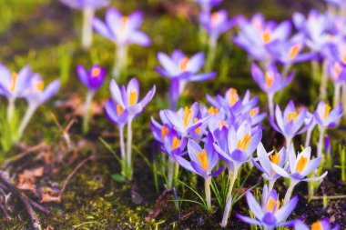 Mor çiçek açan çiçeklere yakın çekim. Park et. Avrupa. Baharın başında. Barışın sembolü, neşe, saflık, Paskalya. Peyzaj, bahçıvanlık, eko-turizm, çevre. Sanat, makrofotoğrafçılık, bokeh, arkaplan