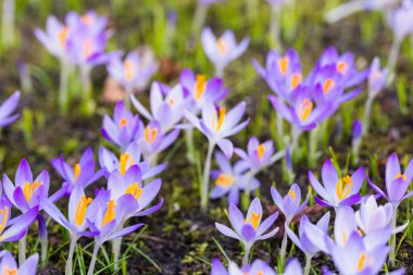 Mor çiçek açan çiçeklere yakın çekim. Park et. Avrupa. Baharın başında. Barışın sembolü, neşe, saflık, Paskalya. Peyzaj, bahçıvanlık, eko-turizm, çevre. Sanat, makrofotoğrafçılık, bokeh, arkaplan