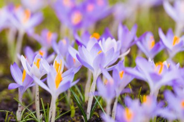 Mor çiçek açan çiçeklere yakın çekim. Park et. Avrupa. Baharın başında. Barışın sembolü, neşe, saflık, Paskalya. Peyzaj, bahçıvanlık, eko-turizm, çevre. Sanat, makrofotoğrafçılık, bokeh, arkaplan