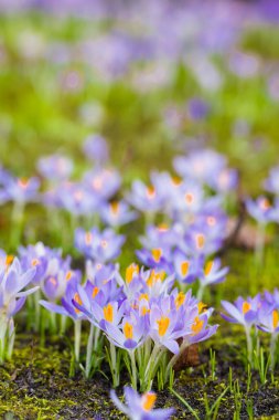 Mor çiçek açan çiçeklere yakın çekim. Park et. Avrupa. Baharın başında. Barışın sembolü, neşe, saflık, Paskalya. Peyzaj, bahçıvanlık, eko-turizm, çevre. Sanat, makrofotoğrafçılık, bokeh, arkaplan
