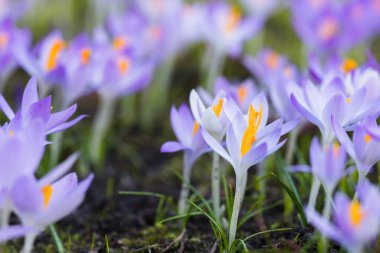 Mor çiçek açan çiçeklere yakın çekim. Park et. Avrupa. Baharın başında. Barışın sembolü, neşe, saflık, Paskalya. Peyzaj, bahçıvanlık, eko-turizm, çevre. Sanat, makrofotoğrafçılık, bokeh, arkaplan