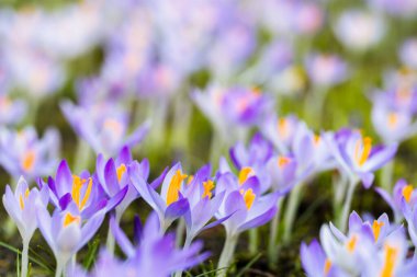 Close-up of blooming purple crocus flowers. Park. Europe. Early spring. Symbol of peace, joy, purity, Easter. Landscaping, gardening, ecotourism, environment. Art, macrophotography, bokeh, background