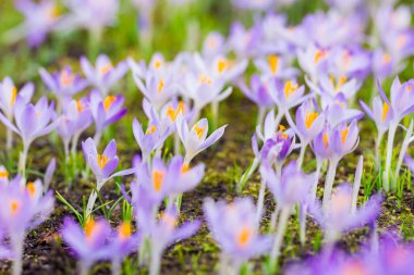Mor çiçek açan çiçeklere yakın çekim. Park et. Avrupa. Baharın başında. Barışın sembolü, neşe, saflık, Paskalya. Peyzaj, bahçıvanlık, eko-turizm, çevre. Sanat, makrofotoğrafçılık, bokeh, arkaplan