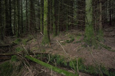 İskoçya 'nın yemyeşil yağmur ormanları. Güçlü çam ve çam ağaçları, yosunlar, bitkiler, eğreltiotu. Ardrishaig, İskoçya, İngiltere. Karanlık atmosferik manzara. Doğa, seyahat yerleri, yürüyüş, eko-turizm. Panoramik görünüm