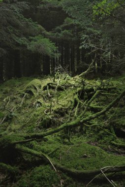 İskoçya 'nın yemyeşil yağmur ormanları. Güçlü çam ve çam ağaçları, yosunlar, bitkiler, eğreltiotu. Ardrishaig, İskoçya, İngiltere. Karanlık atmosferik manzara. Doğa, seyahat yerleri, yürüyüş, eko-turizm. Panoramik görünüm