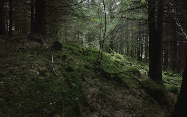 İskoçya 'nın yemyeşil yağmur ormanları. Güçlü çam ve çam ağaçları, yosunlar, bitkiler, eğreltiotu. Ardrishaig, İskoçya, İngiltere. Karanlık atmosferik manzara. Doğa, seyahat yerleri, yürüyüş, eko-turizm. Panoramik görünüm