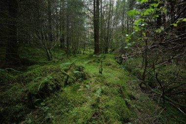 İskoçya 'nın yemyeşil yağmur ormanları. Güçlü çam ve çam ağaçları, yosunlar, bitkiler, eğreltiotu. Ardrishaig, İskoçya, İngiltere. Karanlık atmosferik manzara. Doğa, seyahat yerleri, yürüyüş, eko-turizm. Panoramik görünüm