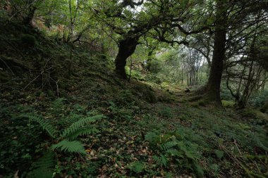 İskoçya 'nın yemyeşil yağmur ormanları. Güçlü çam ve çam ağaçları, yosunlar, bitkiler, eğreltiotu. Ardrishaig, İskoçya, İngiltere. Karanlık atmosferik manzara. Doğa, seyahat yerleri, yürüyüş, eko-turizm. Panoramik görünüm