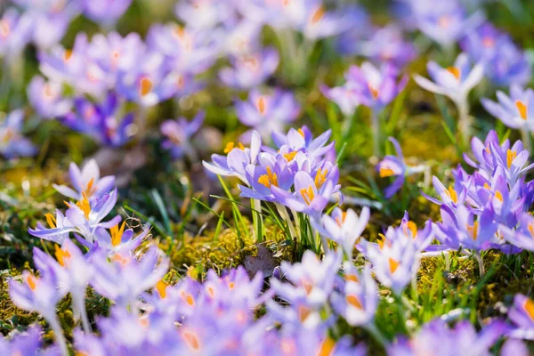 Close Blooming Purple Crocus Flowers Park Europe Early Spring Symbol — Stockfoto