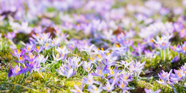 Крупный План Цветущих Фиолетовых Крокусов Парк Европе Ранняя Весна Символ — стоковое фото
