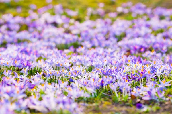Nahaufnahme Blühender Lila Krokusblüten Park Europa Vorfrühling Symbol Für Frieden — Stockfoto