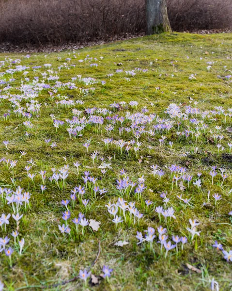 Közelkép Virágzó Lila Crocus Virágokról Fák Háttérben Erdei Park Európába — Stock Fotó