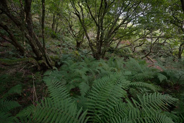 Skoç Yağmur Ormanlarının Nefes Kesici Manzarası Güçlü Ağaçlar Yosunlar Bitkiler — Stok fotoğraf