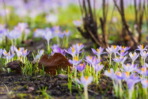 Close Blooming Purple Crocus Flowers Park Europe Early Spring Symbol — Zdjęcie stockowe