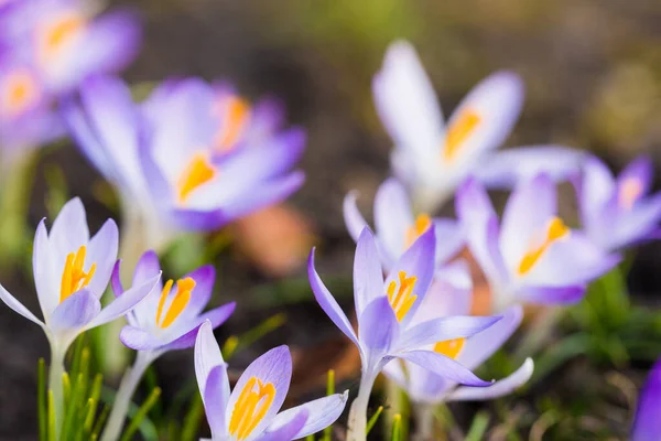 Close Blooming Purple Crocus Flowers Park Europe Early Spring Symbol — Stockfoto