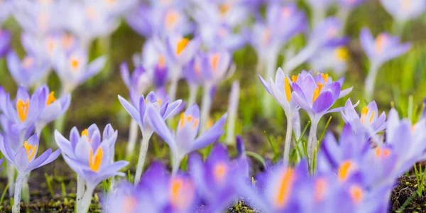 Close Blooming Purple Crocus Flowers Park Europe Early Spring Symbol — Zdjęcie stockowe