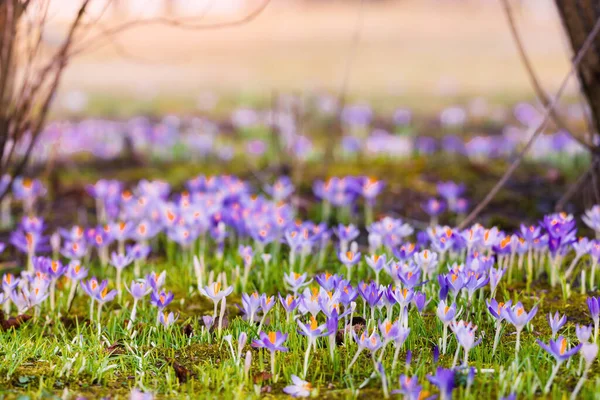 Close Blooming Purple Crocus Flowers Trees Background Forest Park Europe — Stockfoto