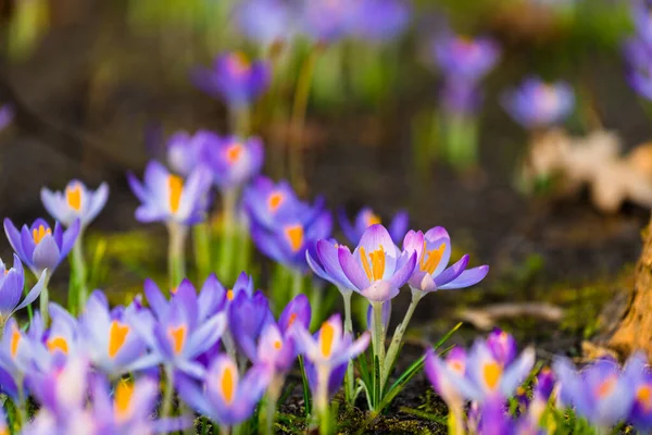 花开的紫色番红花的特写 早春和平 复活节的象征 生态旅游 Art Macrophotography Bokeh Background — 图库照片