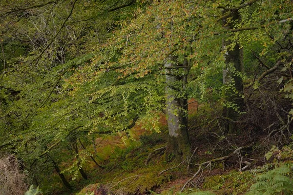 Adembenemend Uitzicht Het Schotse Regenwoud Machtige Bomen Mos Planten Varen — Stockfoto