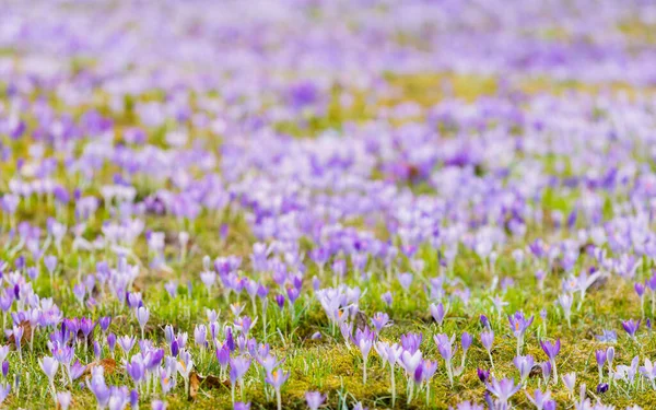 Close Blooming Purple Crocus Flowers Park Europe Early Spring Symbol — Stock Photo, Image