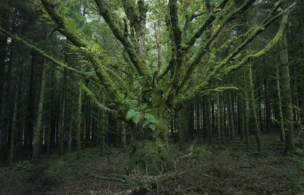 Scottish Evergreen Rainforest Mighty Pine Spruce Trees Moss Plants Fern — Foto de Stock