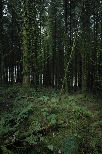 Schots Altijd Groen Regenwoud Machtige Dennen Sparren Bomen Mos Planten — Stockfoto