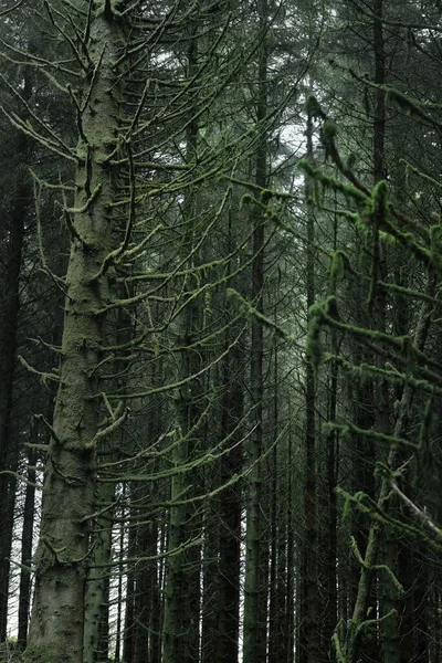 Schots Altijd Groen Regenwoud Machtige Dennen Sparren Bomen Mos Planten — Stockfoto