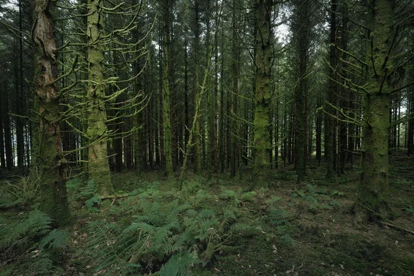 Schots Altijd Groen Regenwoud Machtige Dennen Sparren Bomen Mos Planten — Stockfoto