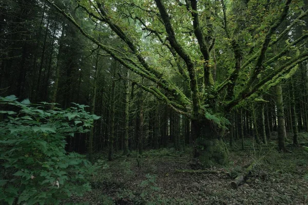 Шотландский Вечнозеленый Тропический Лес Могучие Сосны Ели Мох Растения Папоротники — стоковое фото