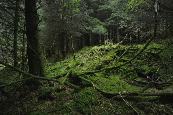Foresta Pluviale Sempreverde Scozzese Potenti Pini Abeti Muschi Piante Felci — Foto Stock