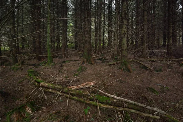 Scottish Evergreen Rainforest Mighty Pine Spruce Trees Moss Plants Fern — 스톡 사진