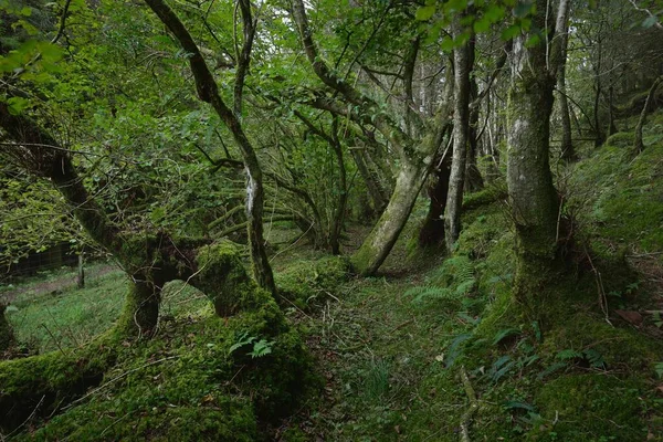 Σκωτσέζικο Καταπράσινο Τροπικό Δάσος Πεύκα Και Έλατο Βρύα Φυτά Φτέρη — Φωτογραφία Αρχείου