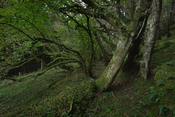 Szkocki Wiecznie Zielony Las Deszczowy Potężne Sosny Świerki Mech Rośliny — Zdjęcie stockowe