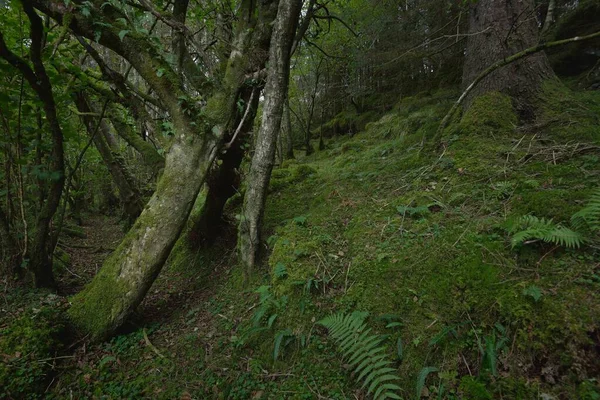 Scottish Evergreen Rainforest Mighty Pine Spruce Trees Moss Plants Fern — Stock Photo, Image