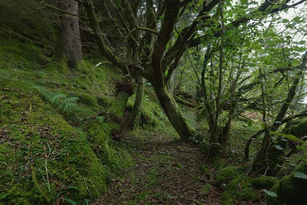 Scottish Evergreen Rainforest Mighty Pine Spruce Trees Moss Plants Fern — Stock Photo, Image