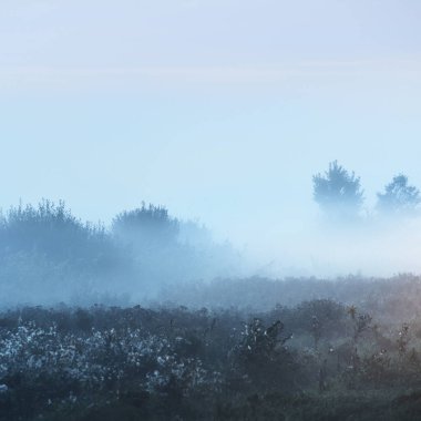 Gün doğumunda yoğun ve gizemli bir siste orman çayırı (bataklık). - Letonya. Yumuşak güneş ışığı. Idyllic sonbahar manzarası. Peri, rüya gibi bir sahne. Saf doğa, eko-turizm teması