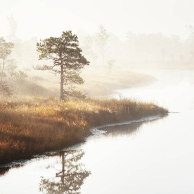 Güneşin doğuşunda sisli ve berrak bir göl. Evergreen Ormanı. Suda simetri yansımaları, doğal ayna, karanlık ağaç siluetleri. Idyllic sonbahar sahnesi. 
