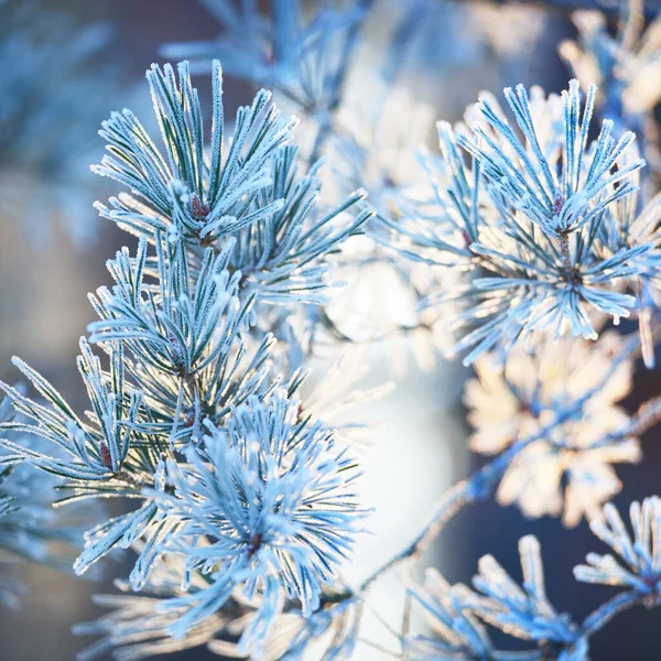 Young Pine Tree Branch Cone Covered Hoarfrost Needles Close Evergreen — ストック写真