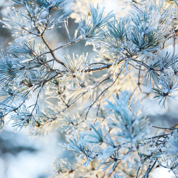 Young Pine Tree Branch Cone Covered Hoarfrost Needles Close Evergreen — Zdjęcie stockowe