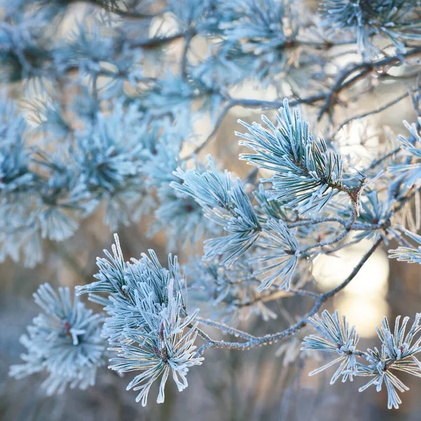 Young Pine Tree Branch Cone Covered Hoarfrost Needles Close Evergreen — Stock Photo, Image