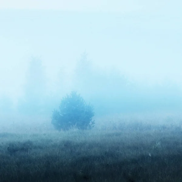 日出时分 森林的草地 被浓密的神秘雾覆盖着 拉脱维亚 柔和的阳光宜人的秋天风景 童话般梦幻般的场景纯自然 生态旅游主题 — 图库照片