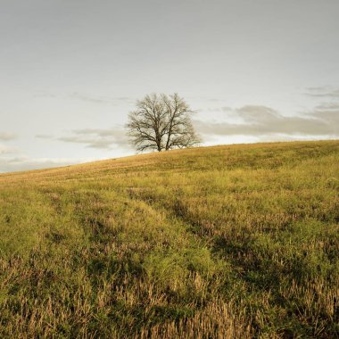 Tarlaya sürülmüş bir tarlanın yeşil tepesindeki yalnız ve kudretli meşe ağacına giden yol. Idyllic sonbahar manzarası. Doğa, çevre, sessizlik, yalnızlık, özgürlük kavramları