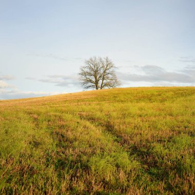 Tarlaya sürülmüş bir tarlanın yeşil tepesindeki yalnız ve kudretli meşe ağacına giden yol. Idyllic sonbahar manzarası. Doğa, çevre, sessizlik, yalnızlık, özgürlük kavramları