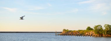 Gün batımında, Martı Baltık kıyılarının kum tepelerinin üzerinde uçuyor. Idyllic yaz manzarası. Gökyüzü açık, güneş ışığı yumuşak. Doğa, mevsimler. Panoramik görünüm, boşluğu kopyala